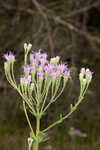 Coastal plain chaffhead